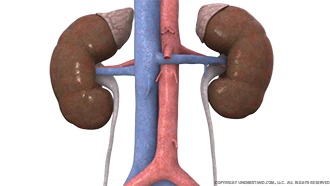 urinary system images